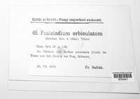 Fusicladium orbiculatum image